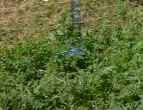 Anax imperator